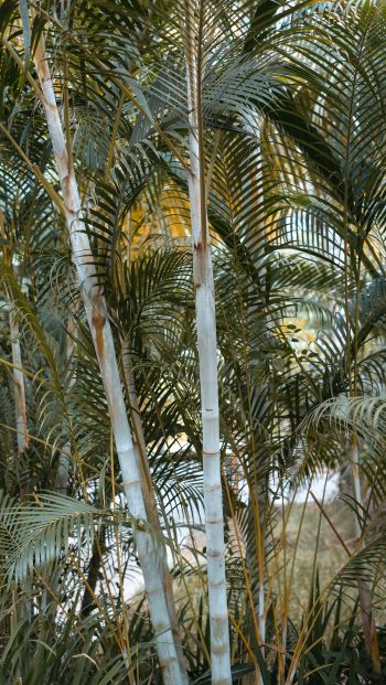 Обои 640x1136 пальмы, растение