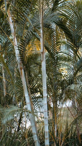 Обои 1440x2560 пальмы, растение