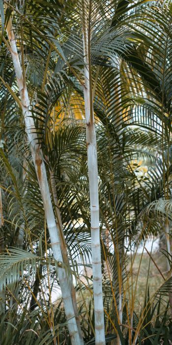 palm trees, plant Wallpaper 720x1440