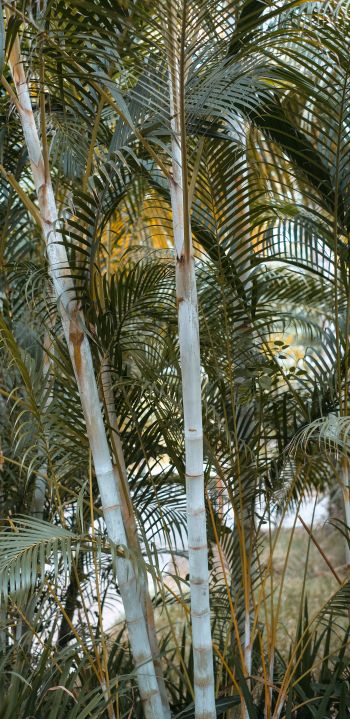 Обои 1440x2960 пальмы, растение