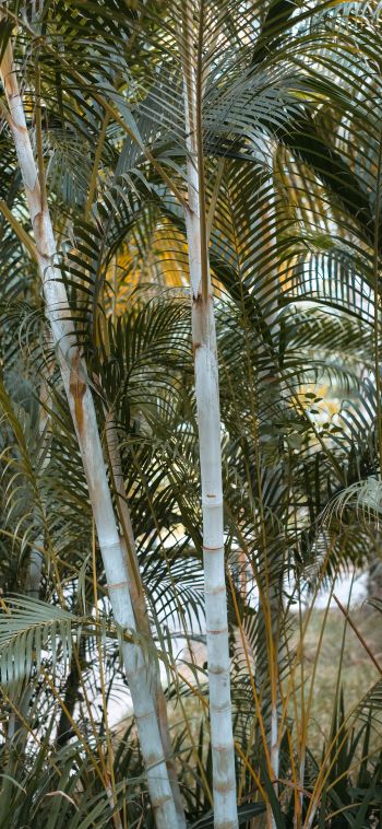 Обои 1080x2340 пальмы, растение
