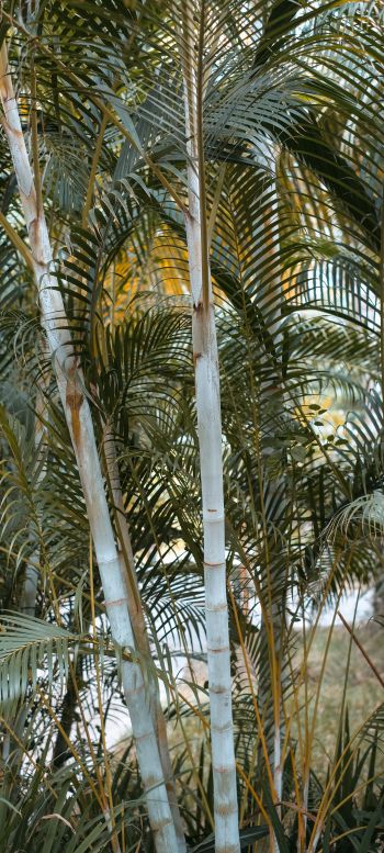 Обои 1080x2400 пальмы, растение