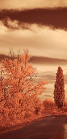 autumn road, autumn Wallpaper 1080x2220