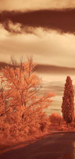 autumn road, autumn Wallpaper 720x1520