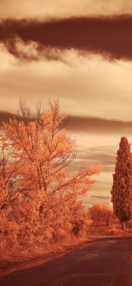 autumn road, autumn Wallpaper 1080x2340