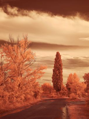 autumn road, autumn Wallpaper 1668x2224