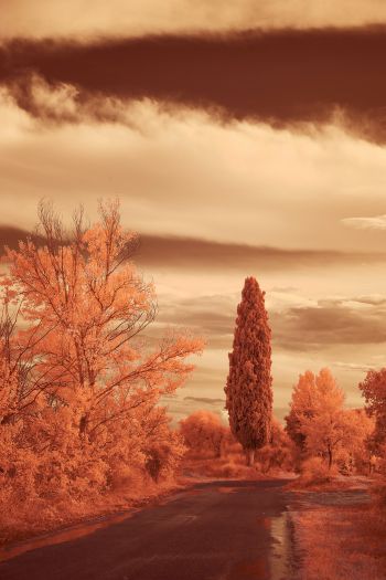 autumn road, autumn Wallpaper 640x960