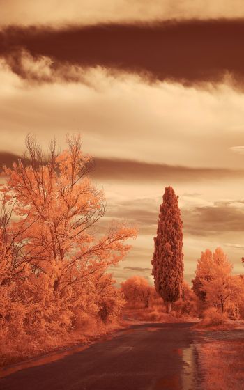 autumn road, autumn Wallpaper 800x1280