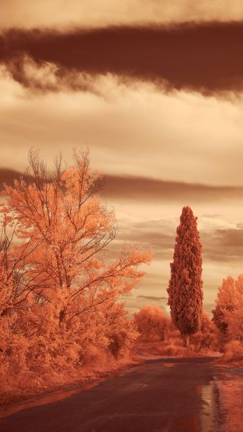 autumn road, autumn Wallpaper 640x1136