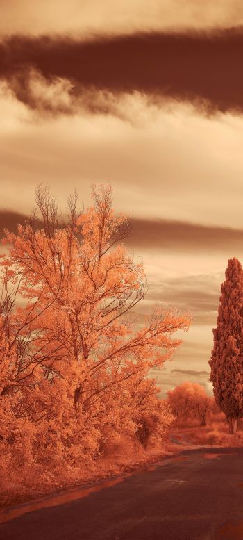autumn road, autumn Wallpaper 1440x3200