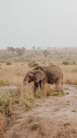 africa, wild nature Wallpaper 640x1136