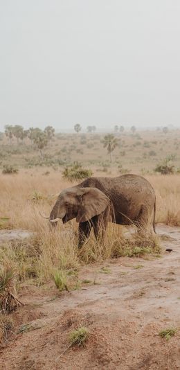 africa, wild nature Wallpaper 1080x2220