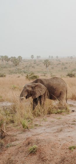 africa, wild nature Wallpaper 1080x2340