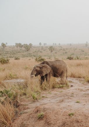 africa, wild nature Wallpaper 1668x2388