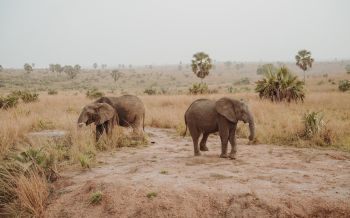 africa, wild nature Wallpaper 2560x1600