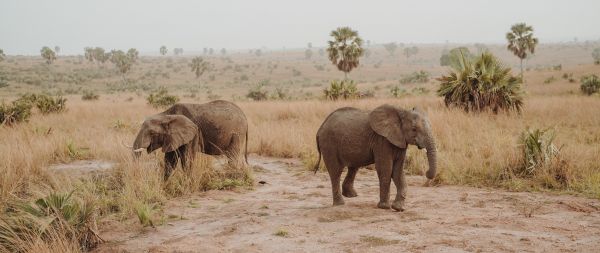 africa, wild nature Wallpaper 2560x1080