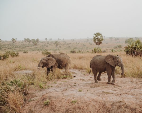 africa, wild nature Wallpaper 1280x1024