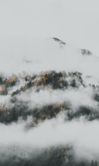 the fog descended from the mountains Wallpaper 1200x2000