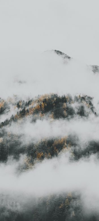 the fog descended from the mountains Wallpaper 1440x3200