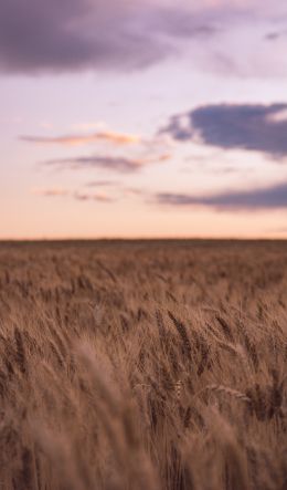 wheat field Wallpaper 600x1024