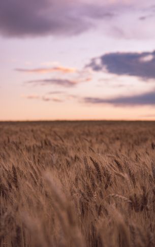 wheat field Wallpaper 1752x2800