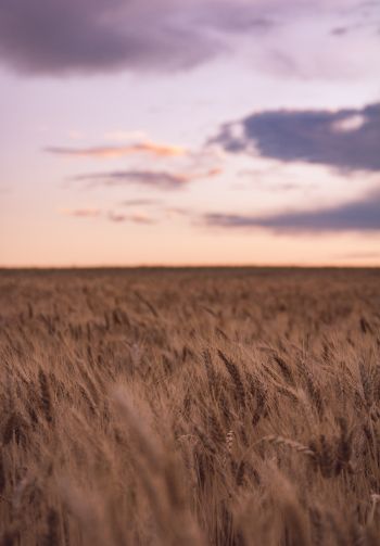wheat field Wallpaper 1640x2360