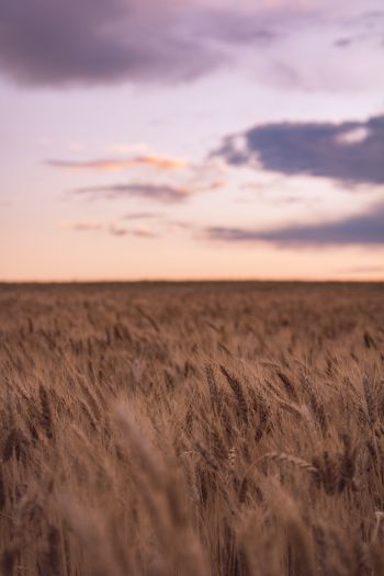wheat field Wallpaper 640x960