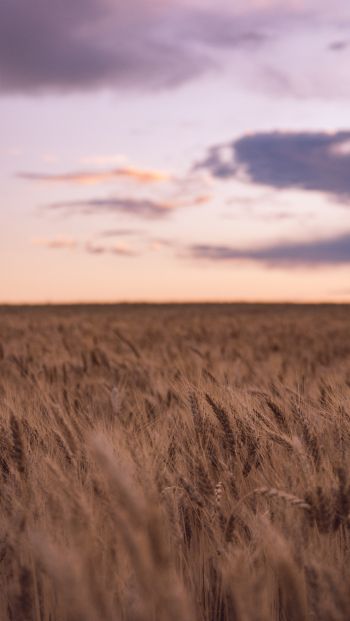 wheat field Wallpaper 640x1136