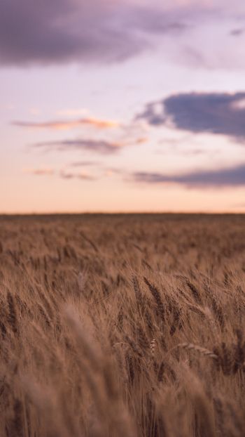 wheat field Wallpaper 1080x1920
