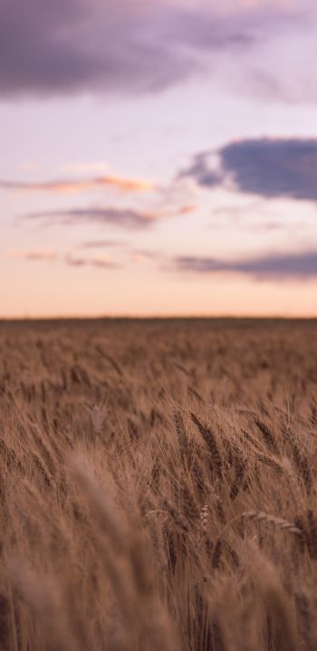 wheat field Wallpaper 1080x2220