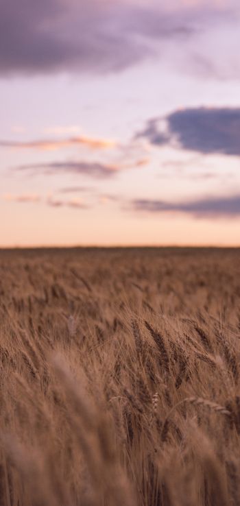 wheat field Wallpaper 1080x2280