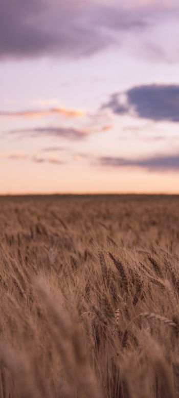 wheat field Wallpaper 1080x2400