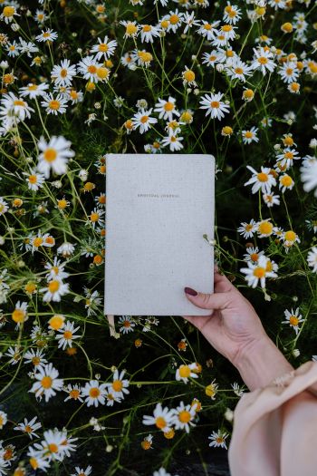 book, daisies Wallpaper 640x960