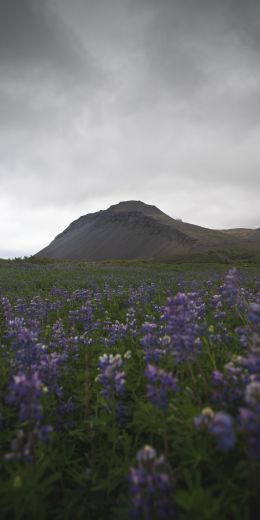 Netherlands, Iceland, field Wallpaper 720x1440