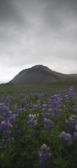 Netherlands, Iceland, field Wallpaper 1080x2340