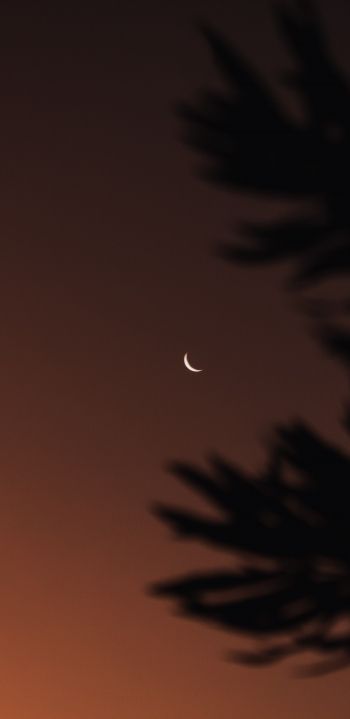moon, night sky Wallpaper 1080x2220
