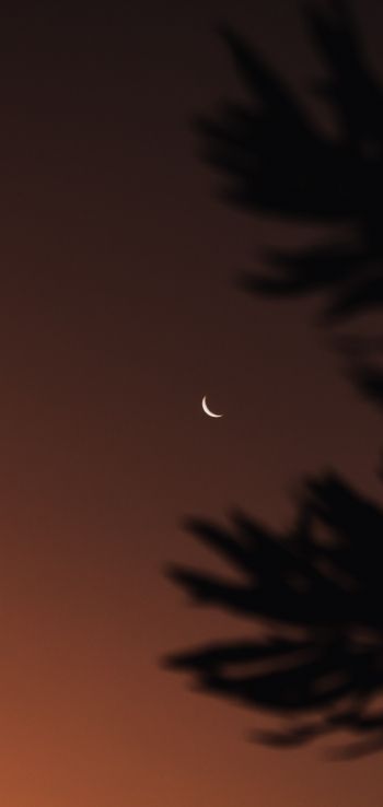 moon, night sky Wallpaper 1080x2280