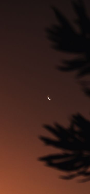 Обои 828x1792 луна, ночное небо