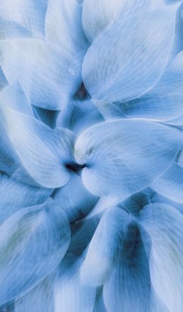 blue leaves, unusual photo Wallpaper 600x1024