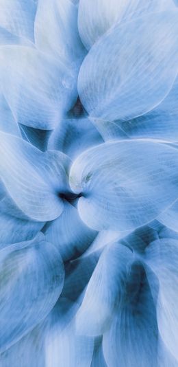 blue leaves, unusual photo Wallpaper 1080x2220