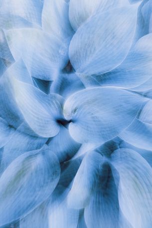 blue leaves, unusual photo Wallpaper 640x960