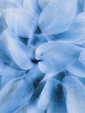 blue leaves, unusual photo Wallpaper 1620x2160