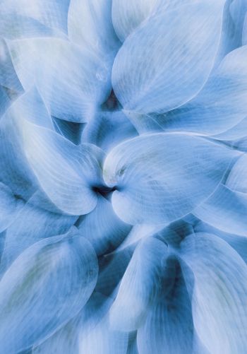 blue leaves, unusual photo Wallpaper 1668x2388