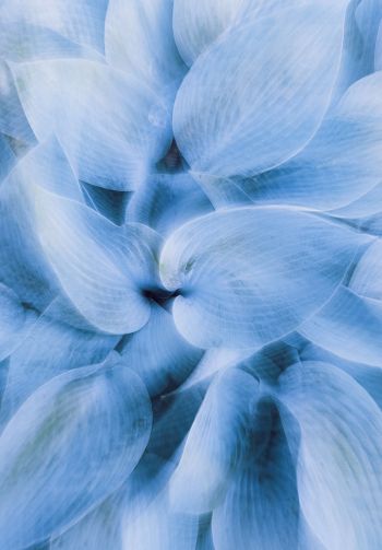 blue leaves, unusual photo Wallpaper 1640x2360