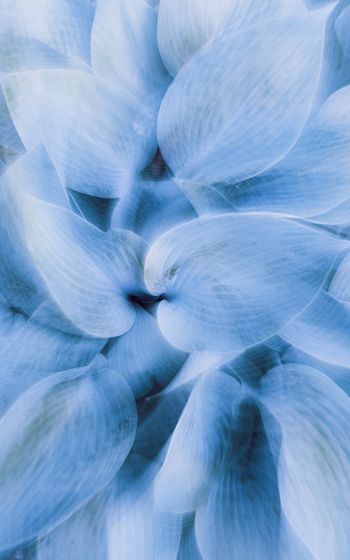 blue leaves, unusual photo Wallpaper 1600x2560