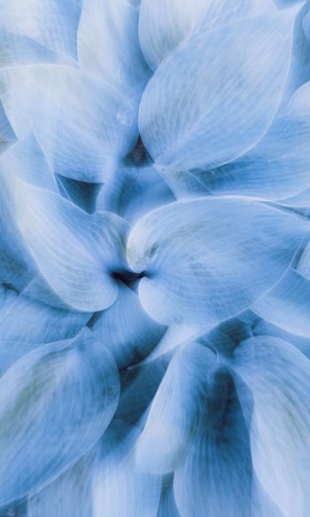 blue leaves, unusual photo Wallpaper 1200x2000