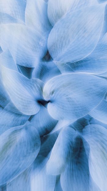 blue leaves, unusual photo Wallpaper 1440x2560