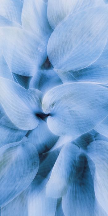 blue leaves, unusual photo Wallpaper 720x1440