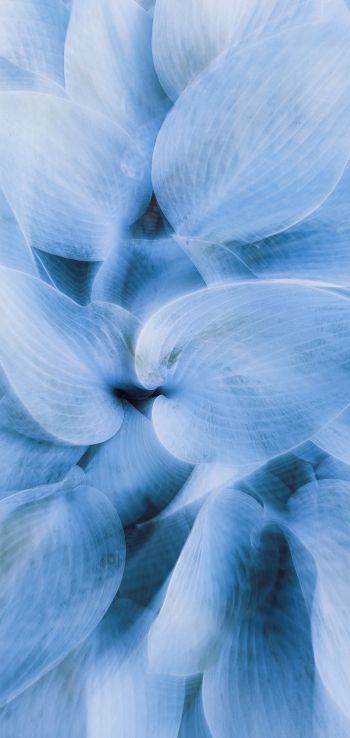 blue leaves, unusual photo Wallpaper 720x1520