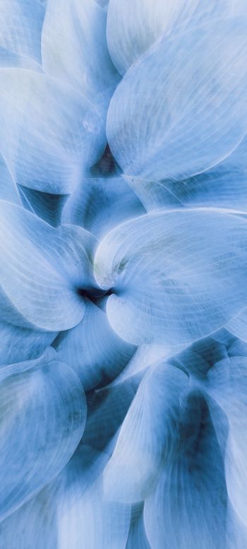 blue leaves, unusual photo Wallpaper 720x1600
